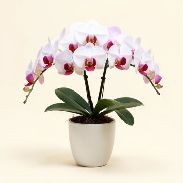 Large Phalaenopsis Orchid Floral Arrangement In Vase (synthetic illustration; no displayed measurements)