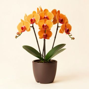 Orange Multiple Stems Of Phalaenopsis Orchids Floral Centerpiece In Planter (synthetic illustration; no displayed measurements)