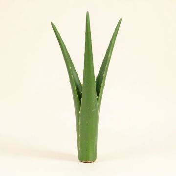 Aloe Vera Stem (synthetic illustration; no displayed measurements)