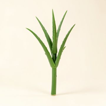 Aloe Vera Floor Stem (synthetic illustration; no displayed measurements)