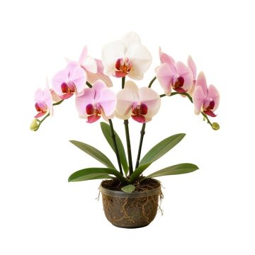 Phalaenopsis Stem Orchids Floral Arrangement