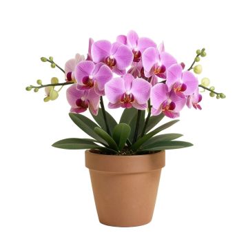 Orchids Floral Arrangements And Centerpieces In Pot