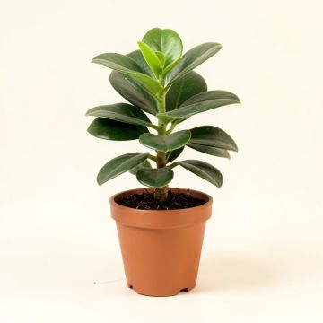 7 '' Live Jade Plant In Pot (synthetic illustration; no displayed measurements)