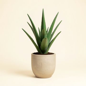 Sade Faux Aloe (synthetic illustration; no displayed measurements)
