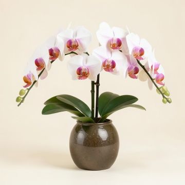 Double Phalaenopsis Harvest Orchids Floral Arrangement In Vase (synthetic illustration; no displayed measurements)
