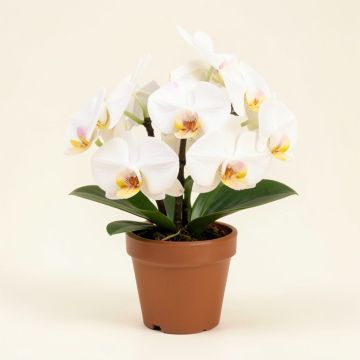 Artificial Orchid Floral Arrangement In Pot (synthetic illustration; no displayed measurements)