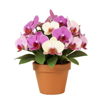 Mini Orchids Floral Arrangements And Centerpieces In Pot