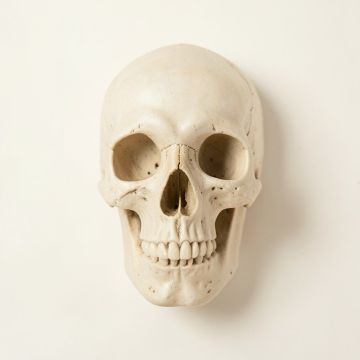 Buck Skull Wall Décor (synthetic illustration; no displayed measurements)