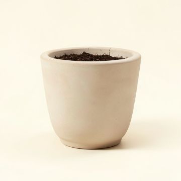 Carreras Self-Watering Resin Pot Planter (synthetic illustration; no displayed measurements)