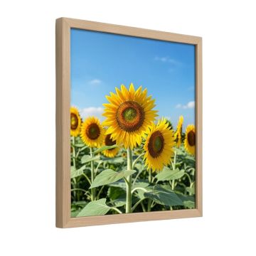 Sunflowers And Blue Sky By Walter Bibikow Danita Delimont - Floater Frame Photograph Print On Canvas
