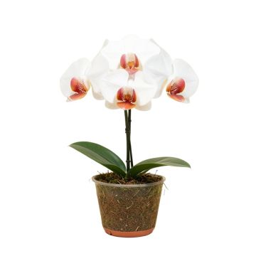 Artificial Phalaenopsis Orchids Stem