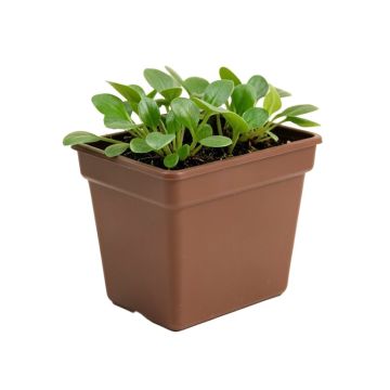 Trumble Water Hyacinth , Steel , And Plastic Window Box Planter