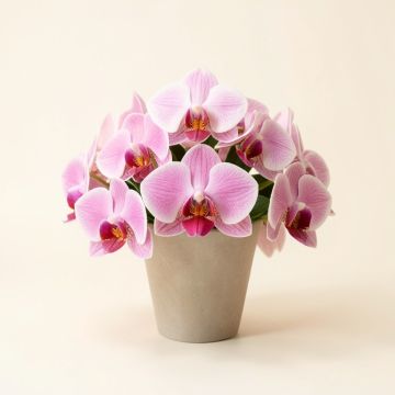 Faux Orchid Floral Arrangement (synthetic illustration; no displayed measurements)