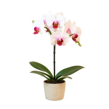 Phalaenopsis Artificial Orchid Stem