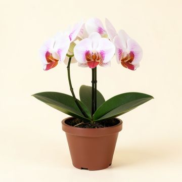 Artificial Phalaenopsis Orchid Floral Arrangement In Pot (synthetic illustration; no displayed measurements)