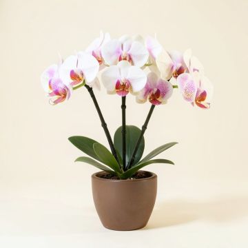 Triple Phalaenopsis Orchid Floral Arrangement In Vase (synthetic illustration; no displayed measurements)