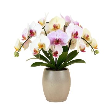 Dendobrium Orchids Floral Arrangement In Vase