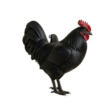 Tuten Rooster Overdoor Wall Décor