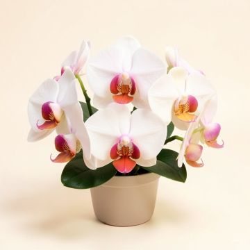 Mini Phalaenopsis Orchids Floral Arrangement (synthetic illustration; no displayed measurements)
