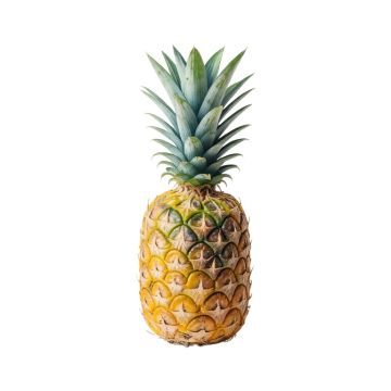 Pineapple By Suren Nersisyan - Painting Print On Canvas