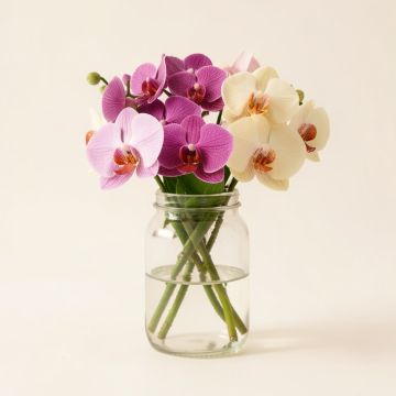 Orchids Floral Arrangement In Glass Jars (synthetic illustration; no displayed measurements)