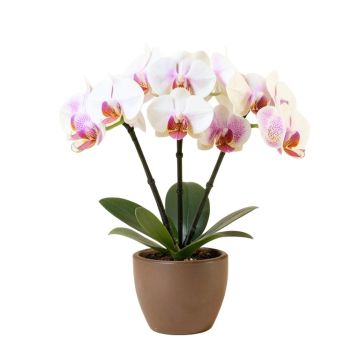 Triple Phalaenopsis Orchid Floral Arrangement In Vase