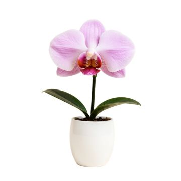 Artificial Silk Phalaenopsis Orchid Flower With White Vase