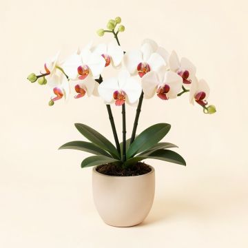 Phalaenopsis Moon Orchids Floral Arrangement In Vase (synthetic illustration; no displayed measurements)