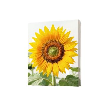 Sunflower Photographic Print On Wrapped Canvas