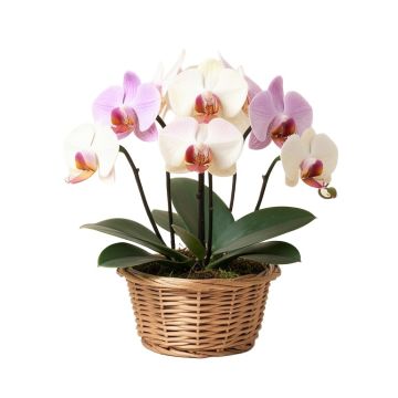 Artificial Chocolate Phalaenopsis Orchids Floral Arrangements In Basket