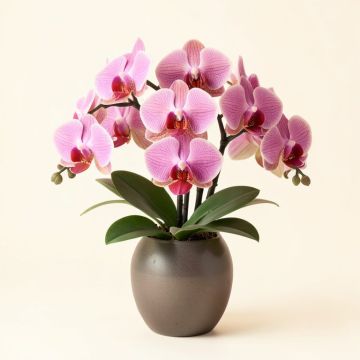 Phaleanopsis And California Sandblasted Ghostwood Orchids Centerpiece In Vase (synthetic illustration; no displayed measurements)