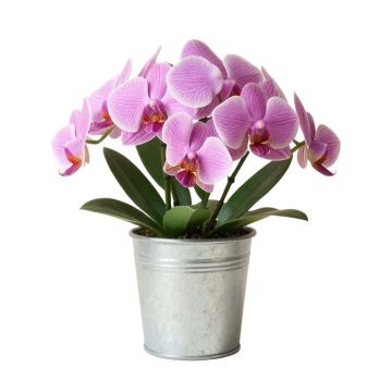 Orchid Floral Arrangement In Metal Pot