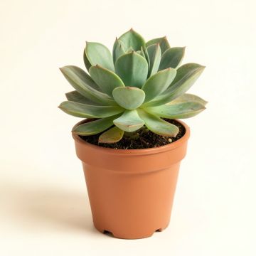 11 '' Live Succulent Plant In Pot (synthetic illustration; no displayed measurements)
