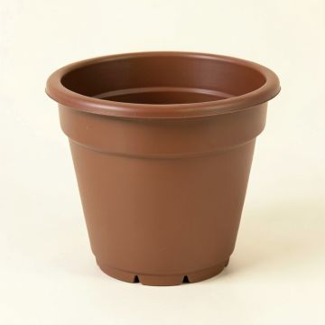 Aashika Self-Watering Plastic Elevated Planter (synthetic illustration; no displayed measurements)