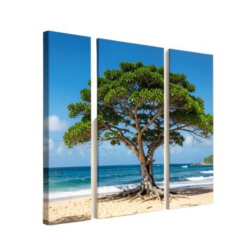 Green Tree On Beach In Kauai Hawaii - 3 Piece Photographic Print On Wrapped Canvas Set