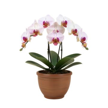 Phalaenopsis Artificial Orchids Floral Arrangement In Urn