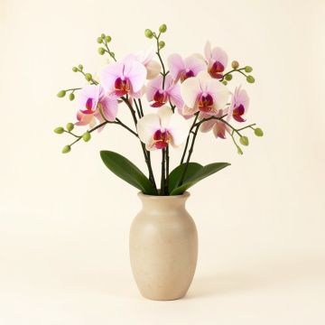 Orchid With Vine Centerpiece In Vase (synthetic illustration; no displayed measurements)