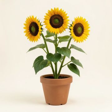Flowering Plant With 3 Sunflower Heads In Pot (synthetic illustration; no displayed measurements)