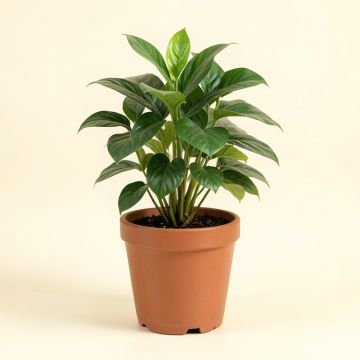 Live Plant In Pot (synthetic illustration; no displayed measurements)