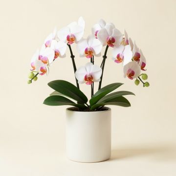 Phalaenopsis Orchids Floral Arrangements In Cylinder Vase (synthetic illustration; no displayed measurements)