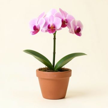 Orchid In Pot (synthetic illustration; no displayed measurements)