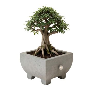 Concrete Bonsai Garden Fountain With Light