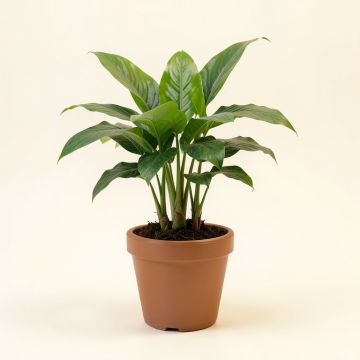 8 '' Live Maranta Plant In Pot (synthetic illustration; no displayed measurements)