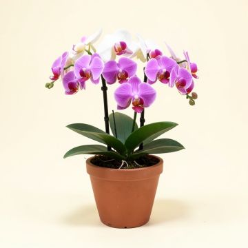 Artificial Phalaenopsis Floral Arrangement In Pot (synthetic illustration; no displayed measurements)