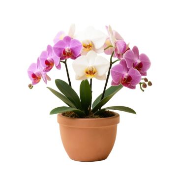 Orchid Floral Arrangement In Planter