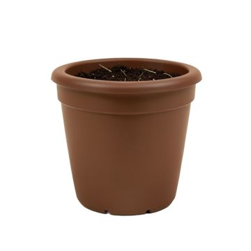 Celestia Self-Watering Plastic Elevated Planter