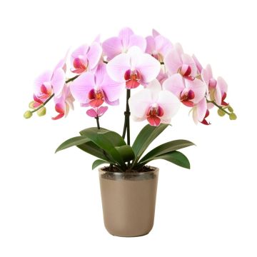 Phalaenopsis Orchids Floral Arrangements In Vase