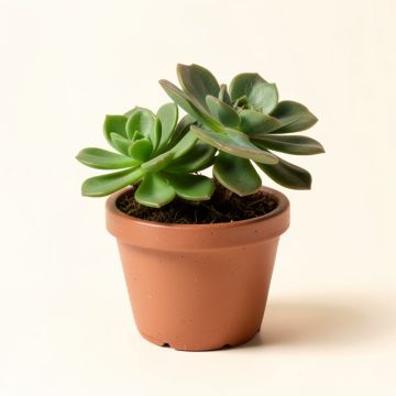 2 Piece Succulent Plant In Pot (synthetic illustration; no displayed measurements)