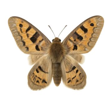 Moths : E. Pudica , E. Pantheria , S. Caecigena , L. Lineosa By W. F. Kirby Painting Print