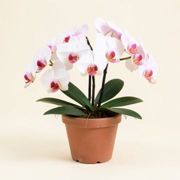 Real Touch Phalaenopsis Orchids Floral Arrangement In Pot (synthetic illustration; no displayed measurements)